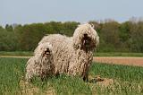 KOMONDOR ET PULI 061